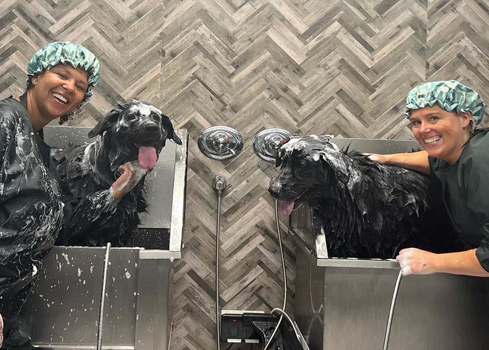 Dog grooming services