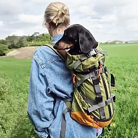 Dog backpack carrier on a hike