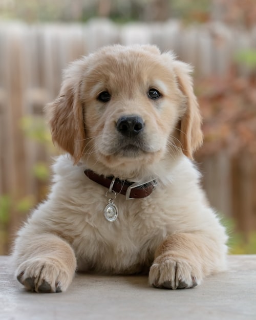 Puppy with a collar