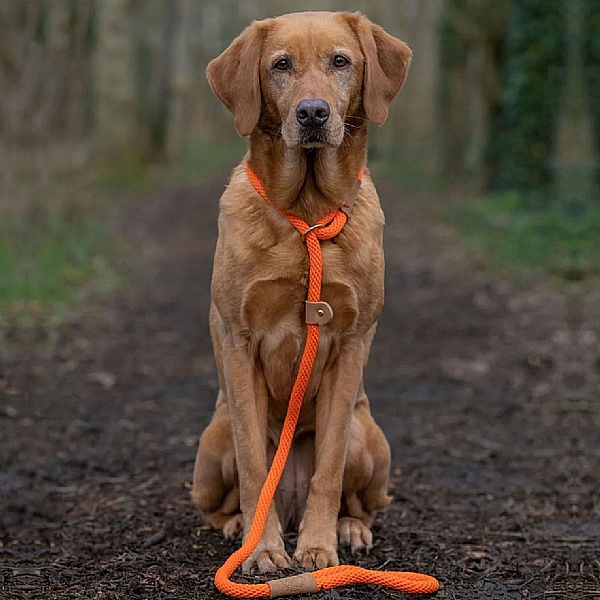 Walkies - Dog Walking Accessories
