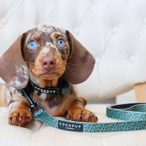 New Puppy Essentials