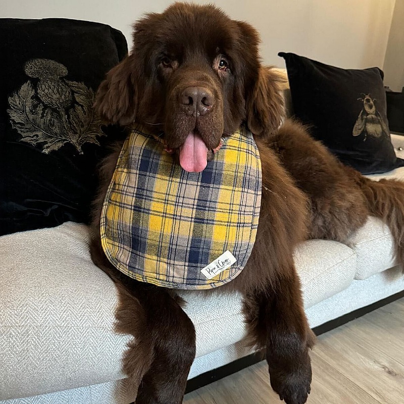 Piper & Gran Hendrix Dog Drool Bib