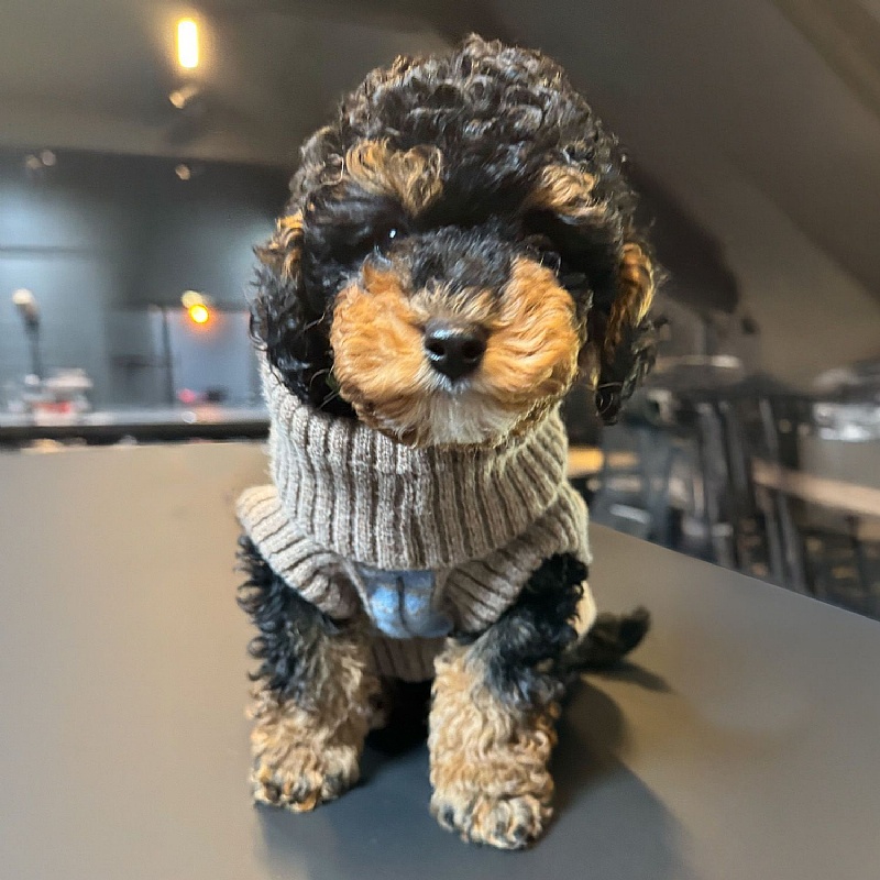 Wag & Wool Light Blue Dog Jumper