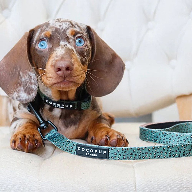 Cocopup London Khaki Leopard Puppy Collar and Lead Set