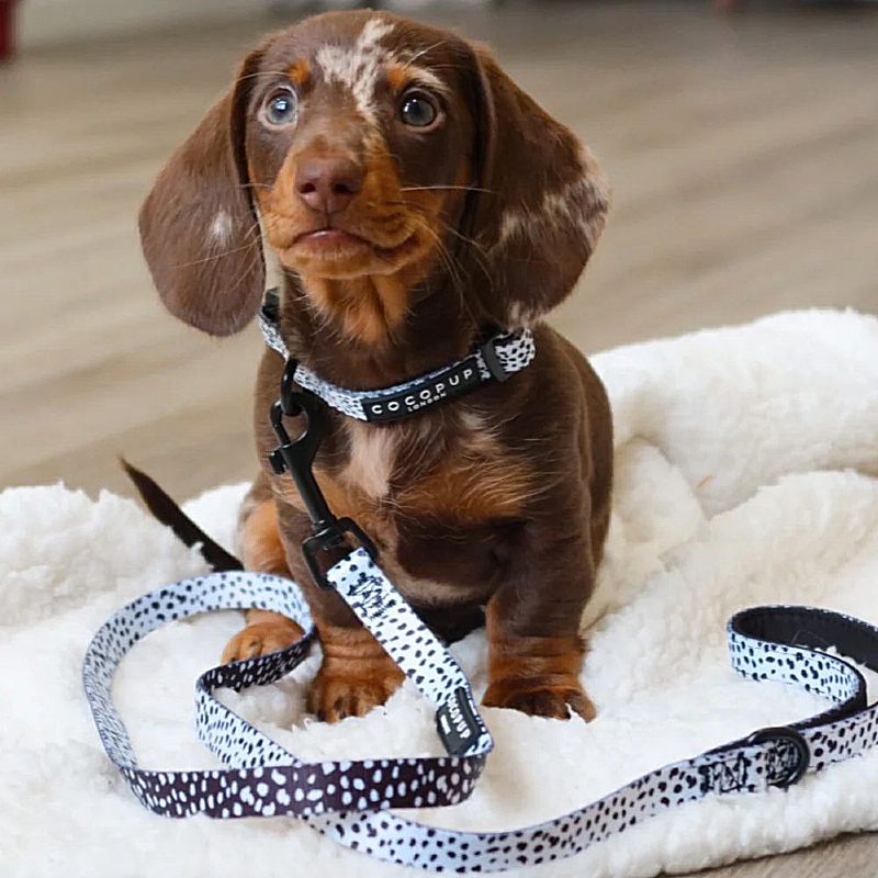 Cocopup London Monochrome Spots Puppy Collar and Lead Set