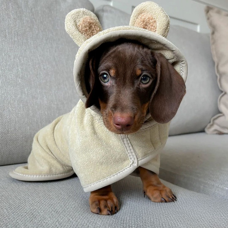 Teddy Dog Drying Robe