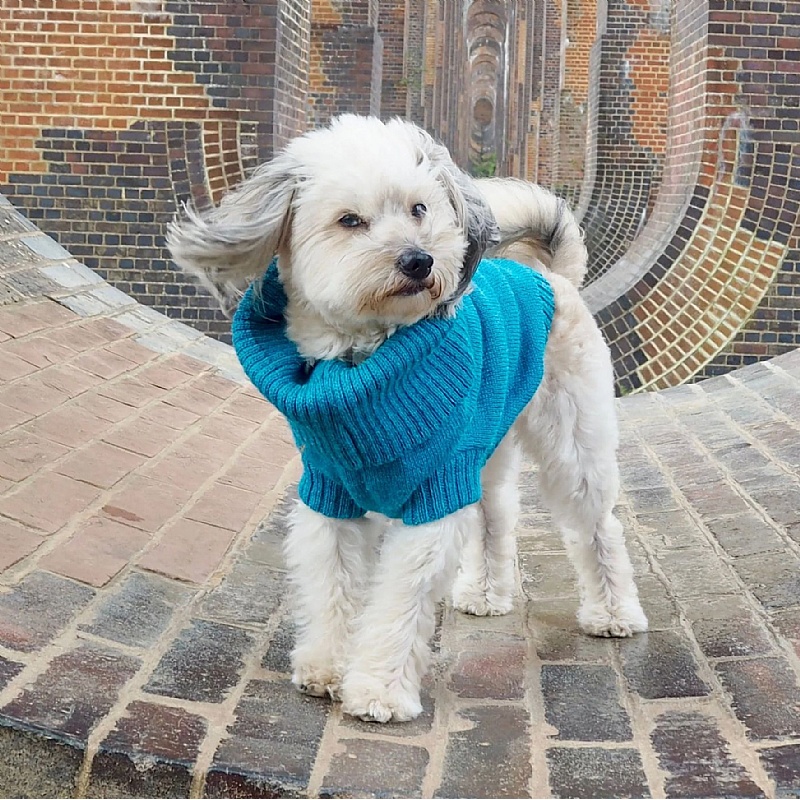 Wag & Wool Cerulean Blue British Wool Dog Jumper