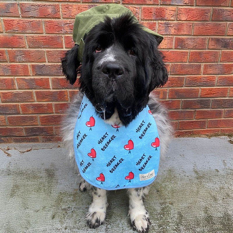 Piper & Gran Heartbreaker Dog Drool Bib