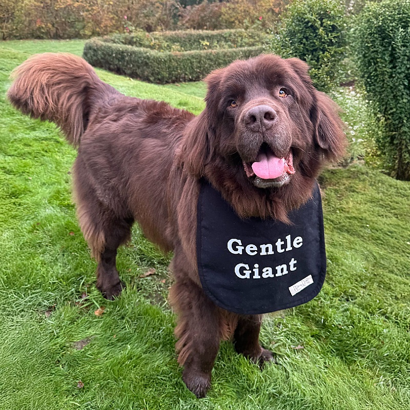 Piper & Gran Gentle Giant Dog Drool Bib