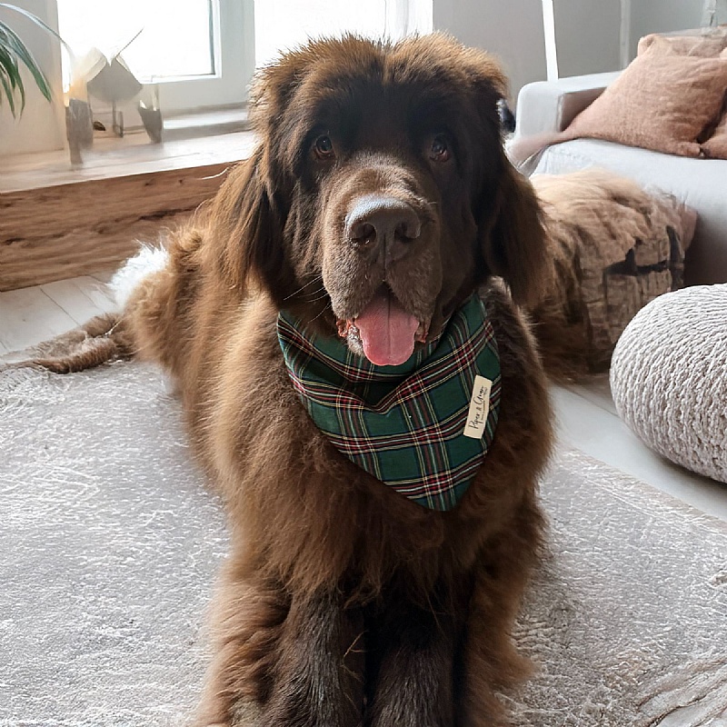 Piper & Gran Green Tartan Dog Drool Bandana Bib
