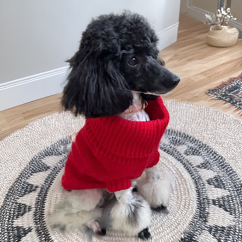 Wag & Wool Cherry Red British Wool Dog Jumper