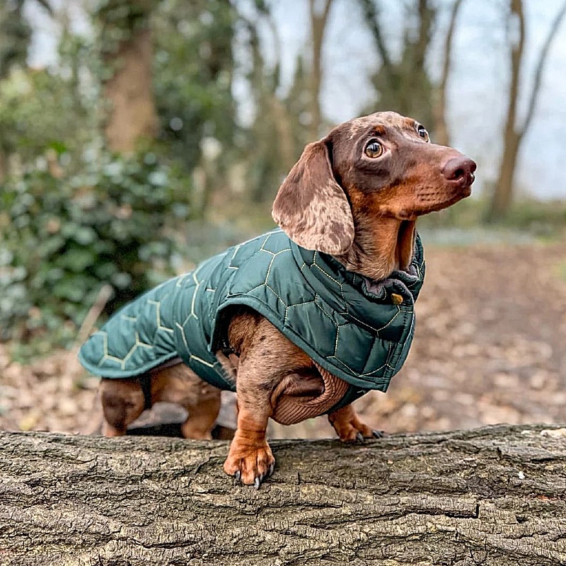 Mini Dachshund Waterproof Winter Dog Coat