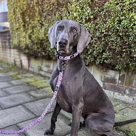 Funk the Dog Lead Pink Leopard Print - Action