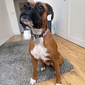 Funk the Dog Collars