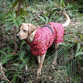 Rukka Hayton Warm Dog Raincoat Carmin