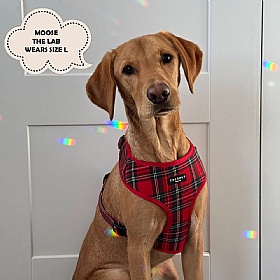 Cocopup Red Tartan Dog Harness