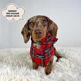 Cocopup Red Tartan Dog Harness