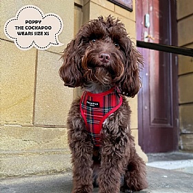 Cocopup Red Tartan Dog Harness