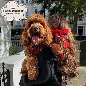 Cocopup Red Tartan Dog Harness