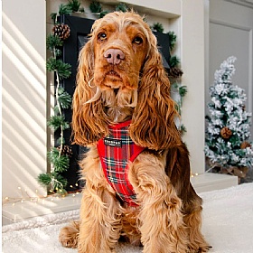 Cocopup Red Tartan Dog Harness