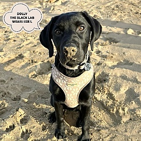 Cocopup Luxe Dog Harness