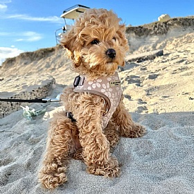 Cocopup Luxe Dog Harness