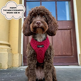 Cocopup Cable Knit Jumper Dog Harness