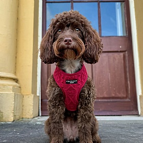 Cocopup Cable Knit Jumper Dog Harness