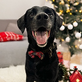 Cocopup Red Tartan Dog Bow Tie