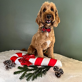 Cocopup Red Tartan Dog Bow Tie