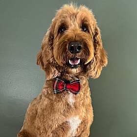 Cocopup Red Tartan Dog Bow Tie