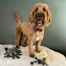 Cocopup Red Tartan Dog Bow Tie