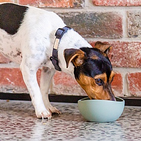 FuzzYard Life Non-Slip Silicone Dog Bowls Green