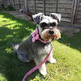 Rose Pink Harris Tweed Flower Dog Collar - Small