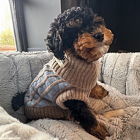 Wag & Wool Light Blue Dog Jumper