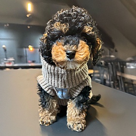 Wag & Wool Light Blue Dog Jumper