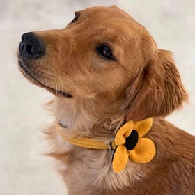 Yellow Harris Tweed Flower Dog Collar - Large
