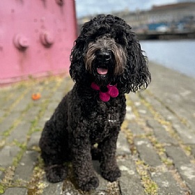 Bubblegum Pink Harris Tweed Flower Dog Collar - Medium