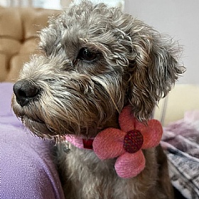 Rose Pink Harris Tweed Flower Dog Collar - Small
