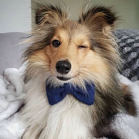 Balmoral Blue Harris Tweed Bow Tie Dog Collar