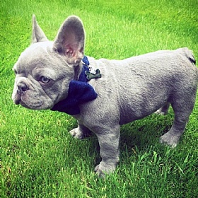 Balmoral Blue Harris Tweed Bow Tie Dog Collar