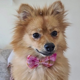 Baby Pink Check Harris Tweed Bow Tie Dog Collar