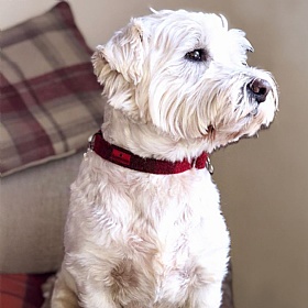 Dark Red Check Harris Tweed Dog Collar - Medium