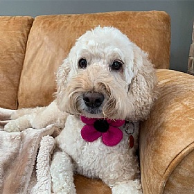 Bubblegum Pink Harris Tweed Flower Dog Collar - Medium