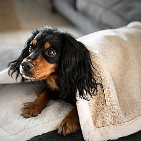Lords & Labradors Essentials Herdwick Blanket Sandstone