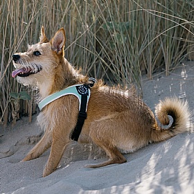 Treponti Easy Fit Classic Dog Harness with Adjustable Girth Mint