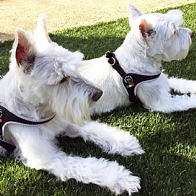 Treponti Easy Fit Classic Dog Harness with Adjustable Girth Black