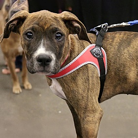 Treponti Easy Fit Classic Dog Harness with Adjustable Girth Red