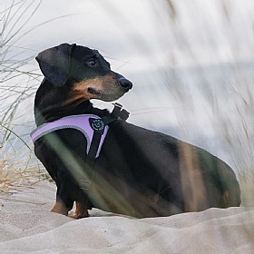 Treponti Easy Fit Classic Dog Harness with Adjustable Girth Red