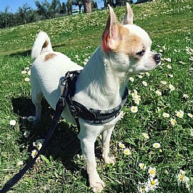 Treponti Easy Fit Mesh Grey Camo Dog Harness with Adjustable Girth